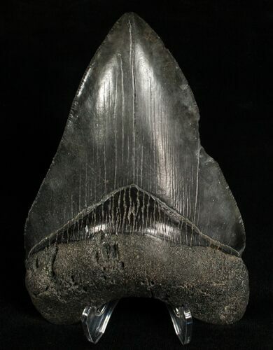 Beautiful Megalodon Tooth #6669